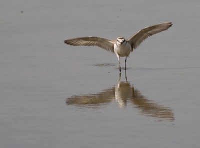 Svartbent strandpipare [Kentish plover] IMGL5855.jpg