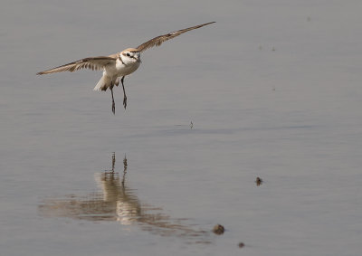 Svartbent strandpipare [Kentish plover] IMGL5859.jpg