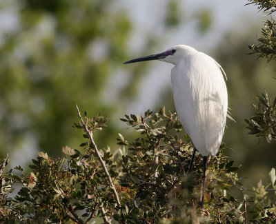 Silkeshger [Little egret] IMGL5898.jpg