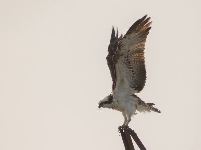 Fiskgjuse [Osprey] IMGL5978.jpg