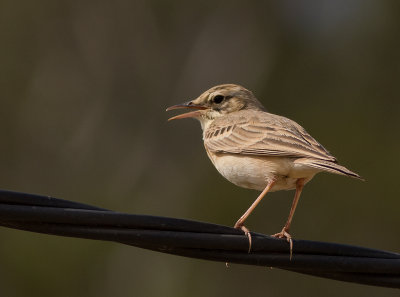Fltpiplrka [Tawny pipit] IMGL5996.jpg
