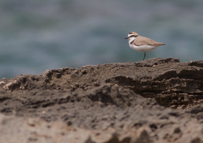 Svartbent strandpipare [Kentish plover] IMGL6048.jpg