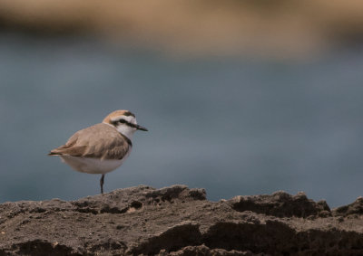 Svartbent strandpipare [Kentish plover] IMGL6056.jpg