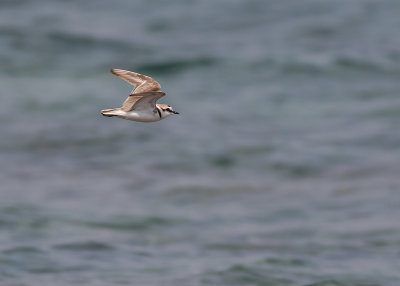 Svartbent strandpipare [Kentish plover] IMGL6083.jpg