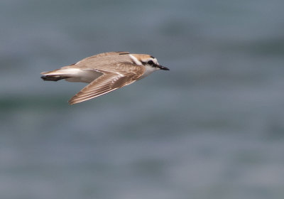 Svartbent strandpipare [Kentish plover] IMGL6084.jpg