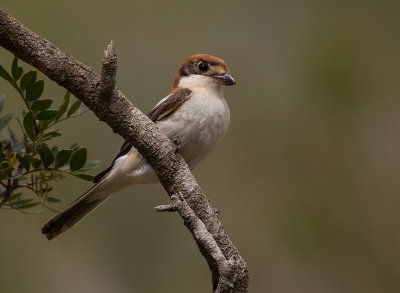 Rdhuvad trnskata {Woodchat Shrike] IMGL6098.jpg