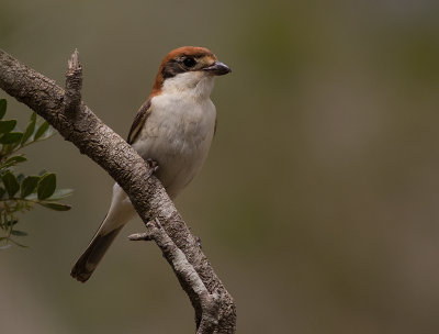 Rdhuvad trnskata {Woodchat Shrike] IMGL6111.jpg