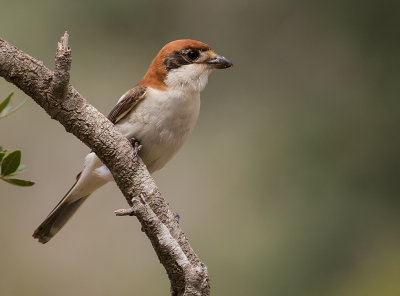 Rdhuvad trnskata {Woodchat Shrike] IMGL6119.jpg