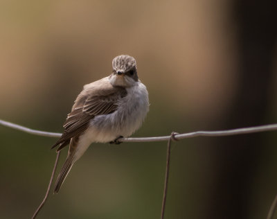 Tyrrhensk flugsnappare [Mediterranean flycatcher] IMGL6160.jpg