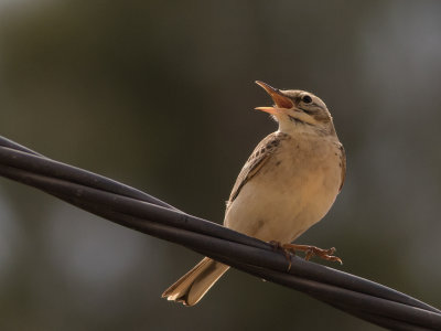 Fltpiplrka [Tawny pipit] IMGL6175.jpg