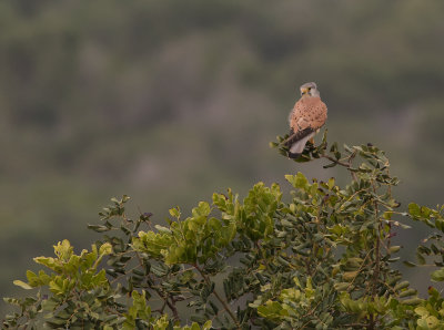 Tornfalk [Common Kestrel] IMGL6205.jpg