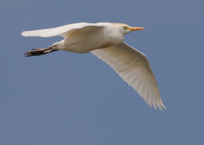 Kohger [Cattle Egret] IMGL6265.jpg