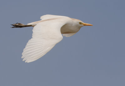Kohger [Cattle Egret] IMGL6266.jpg