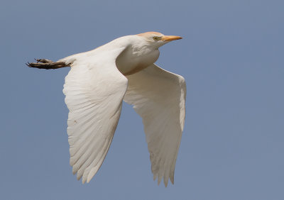 Kohger [Cattle Egret] IMGL6267.jpg