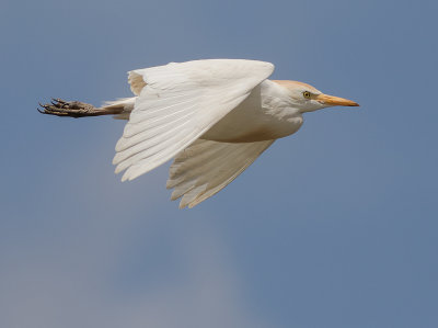 Kohger [Cattle Egret] IMGL6269.jpg