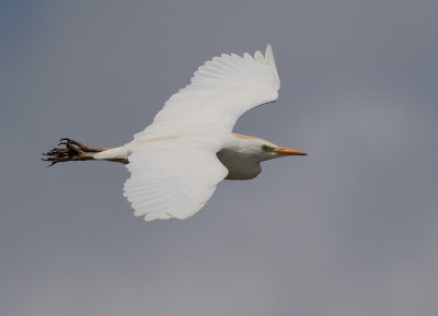 Kohger [Cattle Egret] IMGL6273.jpg