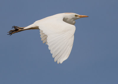 Kohger [Cattle Egret] IMGL6275.jpg