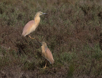 Rallhger [Squacco heron] IMGL6359.jpg