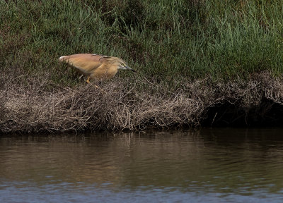 Rallhger [Squacco heron] IMGL6389.jpg