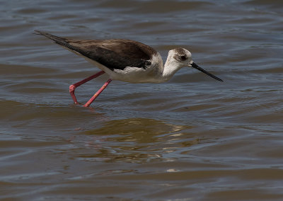 Styltlpare [Black-winged Stilt] IMGL6405.jpg