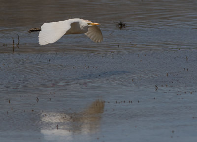 Kohger [Cattle Egret] IMGL6435.jpg