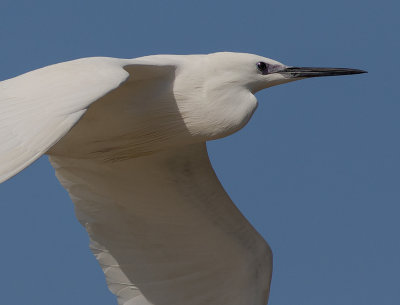 Silkeshger [Little Egret Heron] IMGL6440.jpg