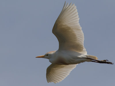 Kohger [Cattle Egret] IMGL6468.jpg