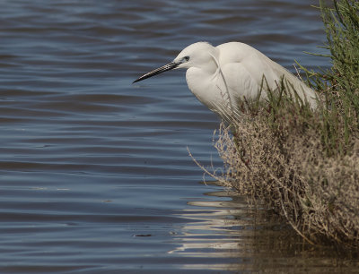Silkeshger [Little Egret Heron] IMGL6474.jpg