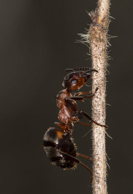 Stackmyra IMGL5111.jpg