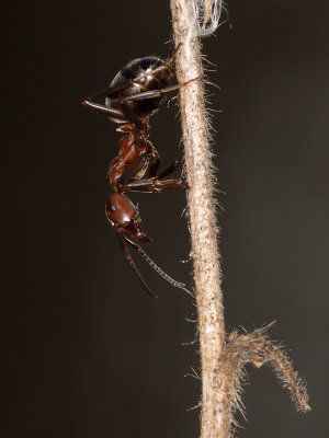 Stackmyra IMGL5114.jpg