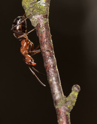 Stackmyra IMGL5187.jpg
