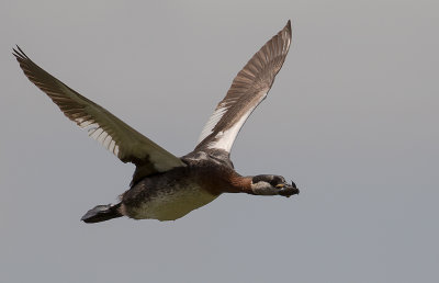 Grhakedopping [Red-necked Grebe] IMGL0865.jpg