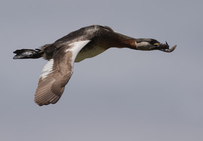 Grhakedopping [Red-necked Grebe] IMGL0868.jpg