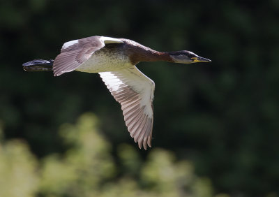 Grhakedopping [Red-necked Grebe] IMGL0897.jpg