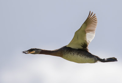 Grhakedopping [Red-necked Grebe] IMGL0907.jpg