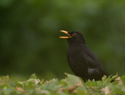 Koltrast [Common blackbird] IMGL0130.jpg