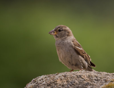 Grsparv [House sparrow] IMGL0218.jpg