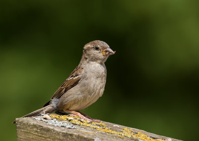 Grsparv [House sparrow] IMGL0222.jpg