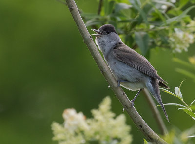 Svarthtta  [Eurasian blackcap] IMGL0579.jpg