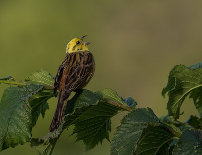 Gulsparv [Yellowhammer] IMGL0632.jpg