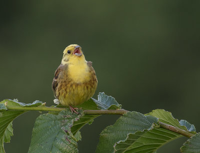 Gulsparv [Yellowhammer] IMGL0659.jpg