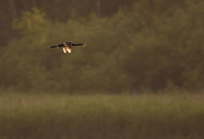 Grhakedopping [Red-necked Grebe] IMGL0695.jpg