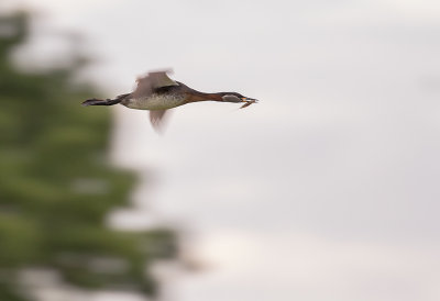 Grhakedopping [Red-necked Grebe] IMGL0708.jpg