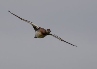 Grhakedopping [Red-necked Grebe] IMGL0719.jpg