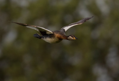 Grhakedopping [Red-necked Grebe] IMGL0721.jpg