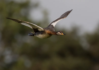 Grhakedopping [Red-necked Grebe] IMGL0722.jpg