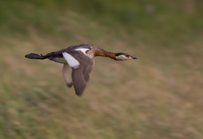 Grhakedopping [Red-necked Grebe] IMGL0736.jpg