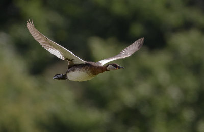 Grhakedopping [Red-necked Grebe] IMGL0778.jpg