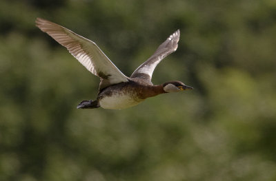 Grhakedopping [Red-necked Grebe] IMGL0779.jpg