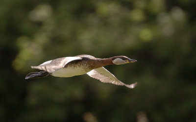 Grhakedopping [Red-necked Grebe] IMGL0782.jpg
